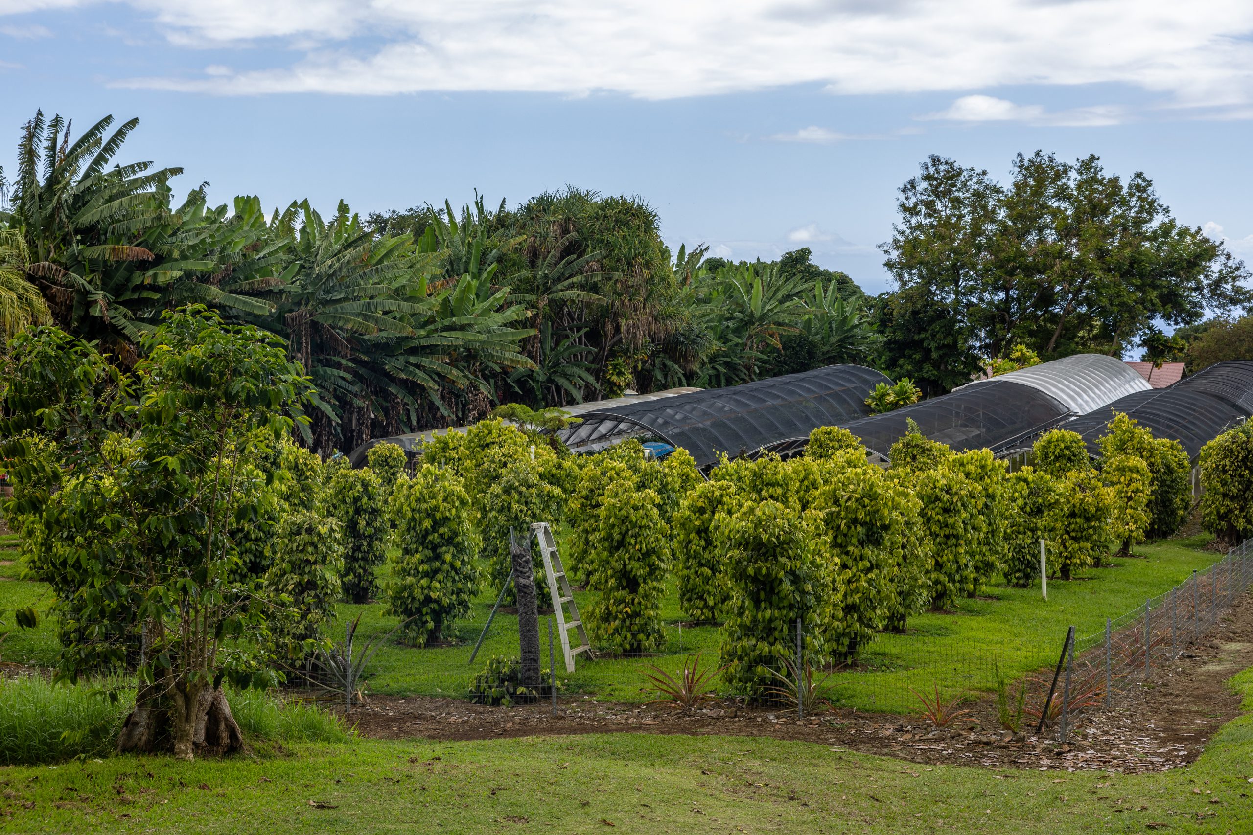 greenwell farms on big island hawaii