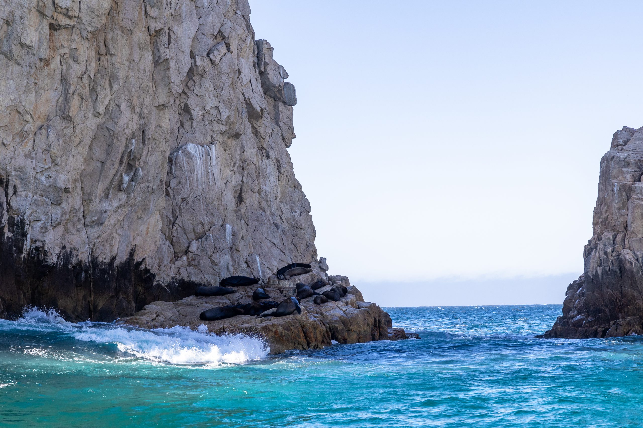 sea lions in cabo