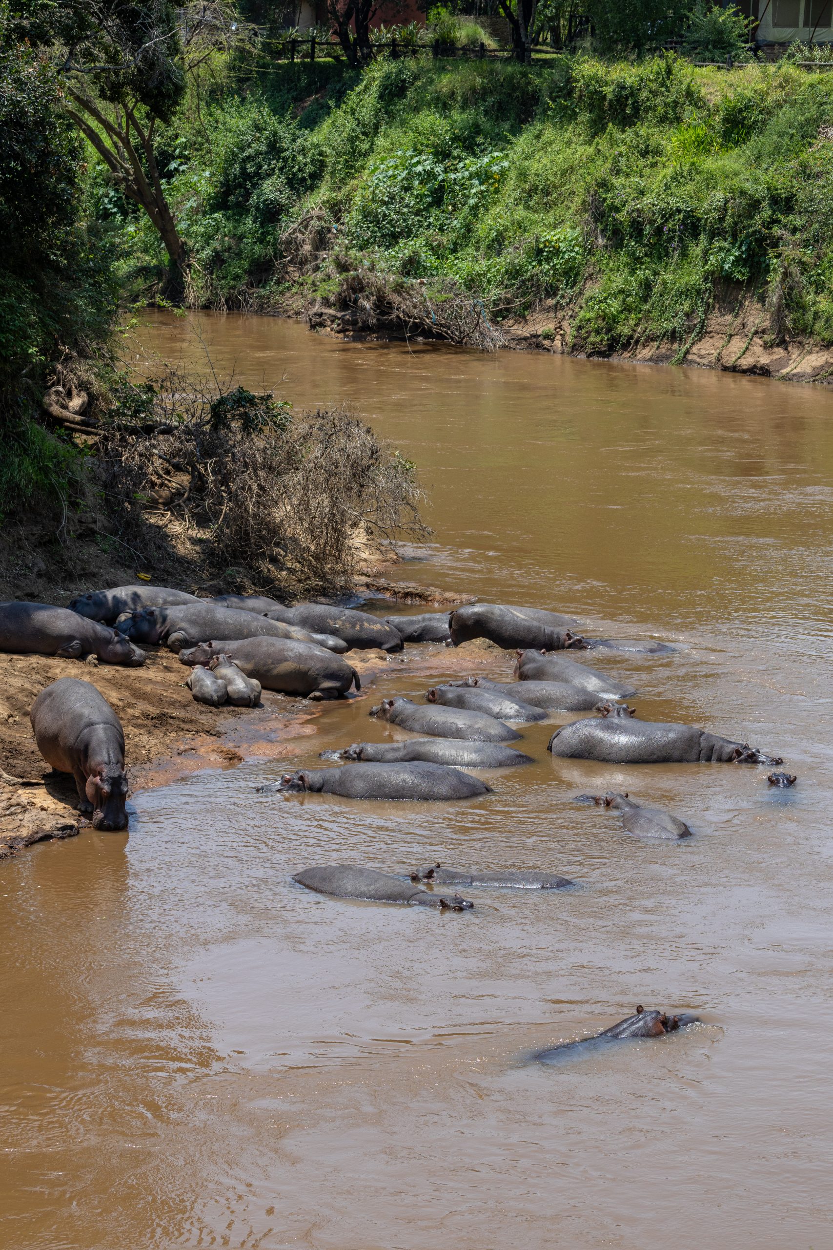 fairmont mara safari club hippos