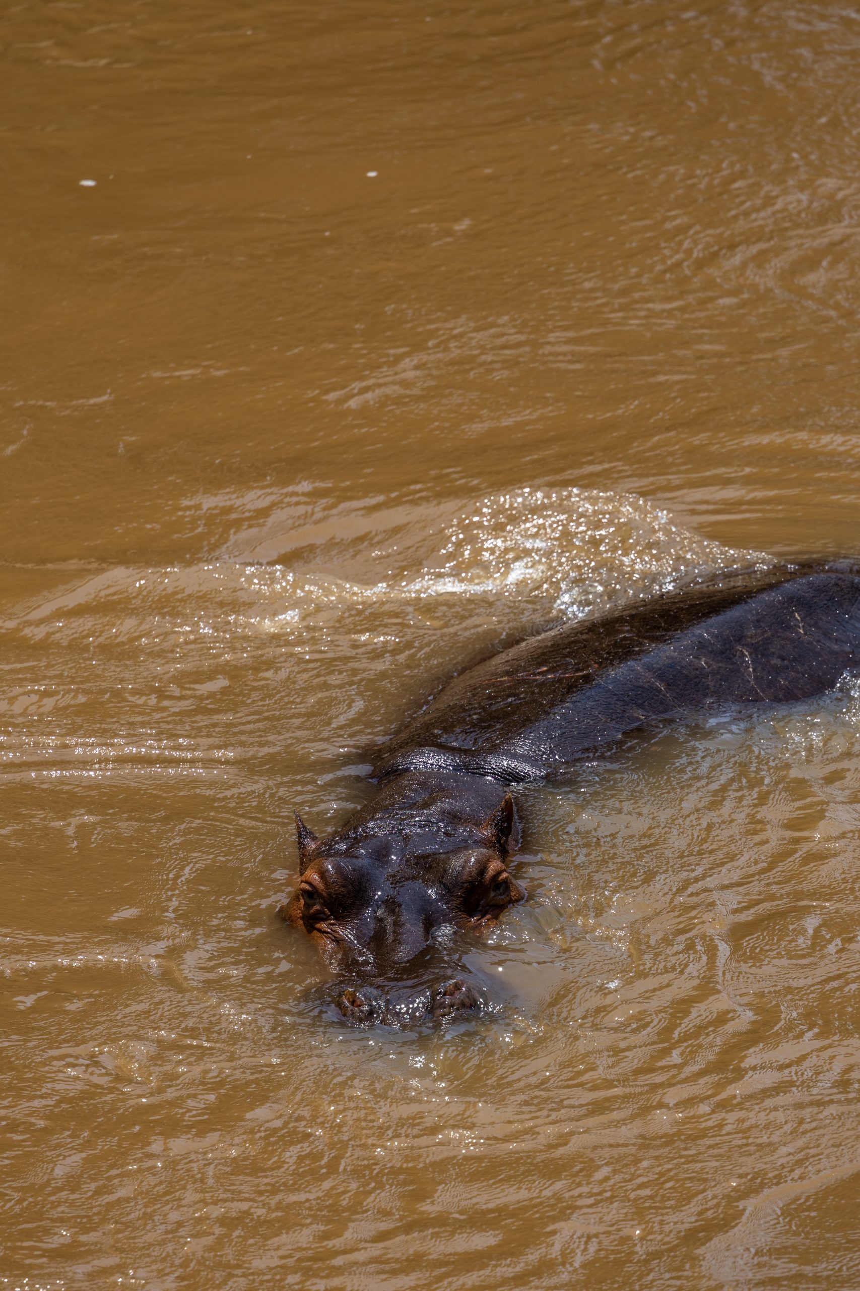 fairmont mara safari club hippo in mara river