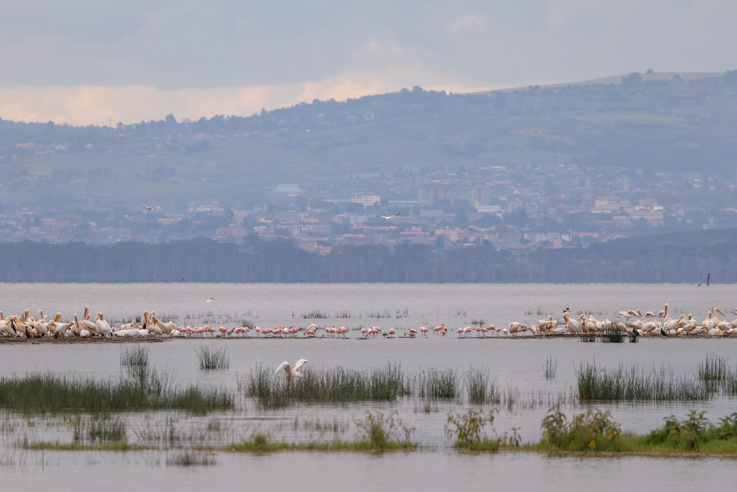 lake nakuru flamingos