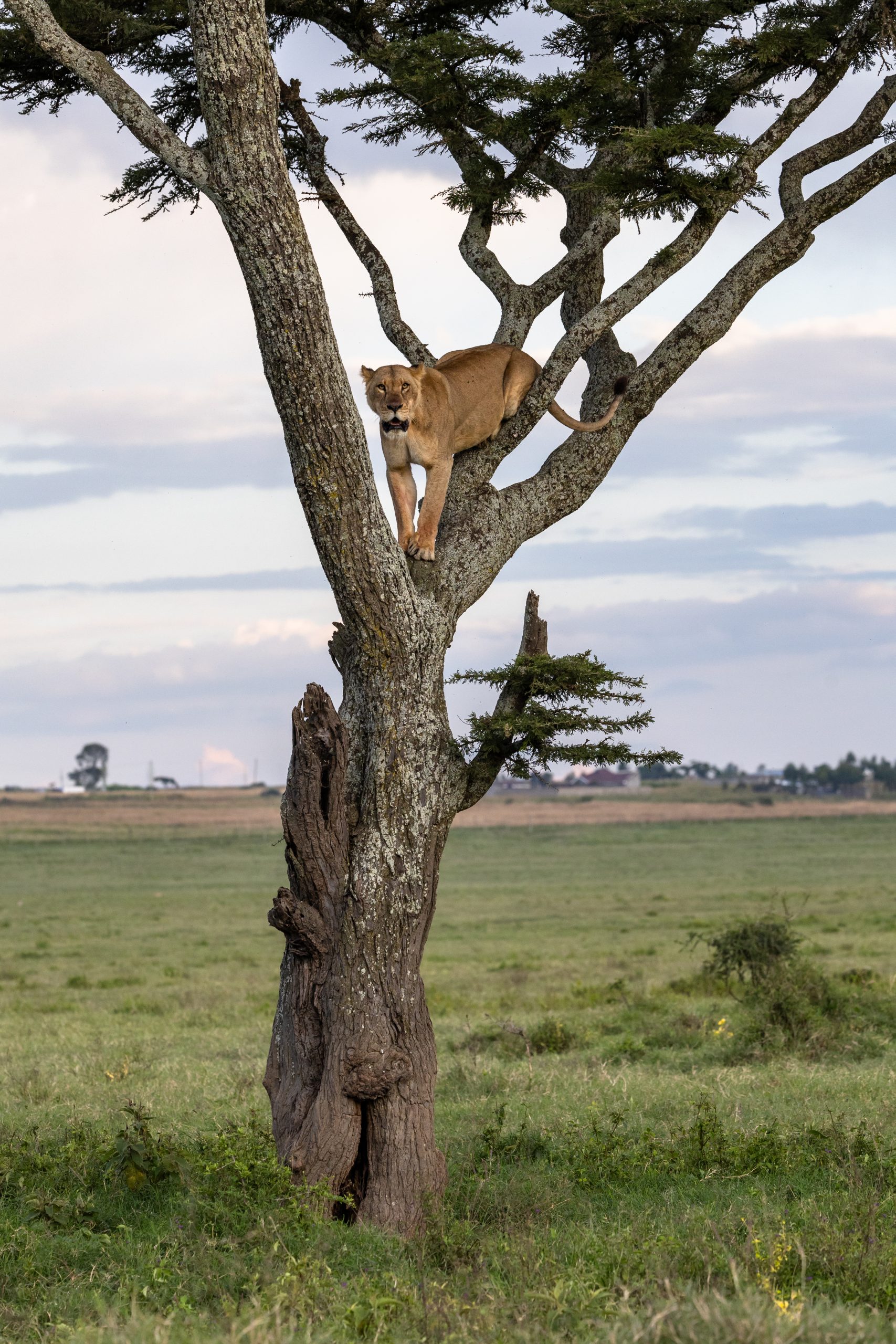 lion in a tree