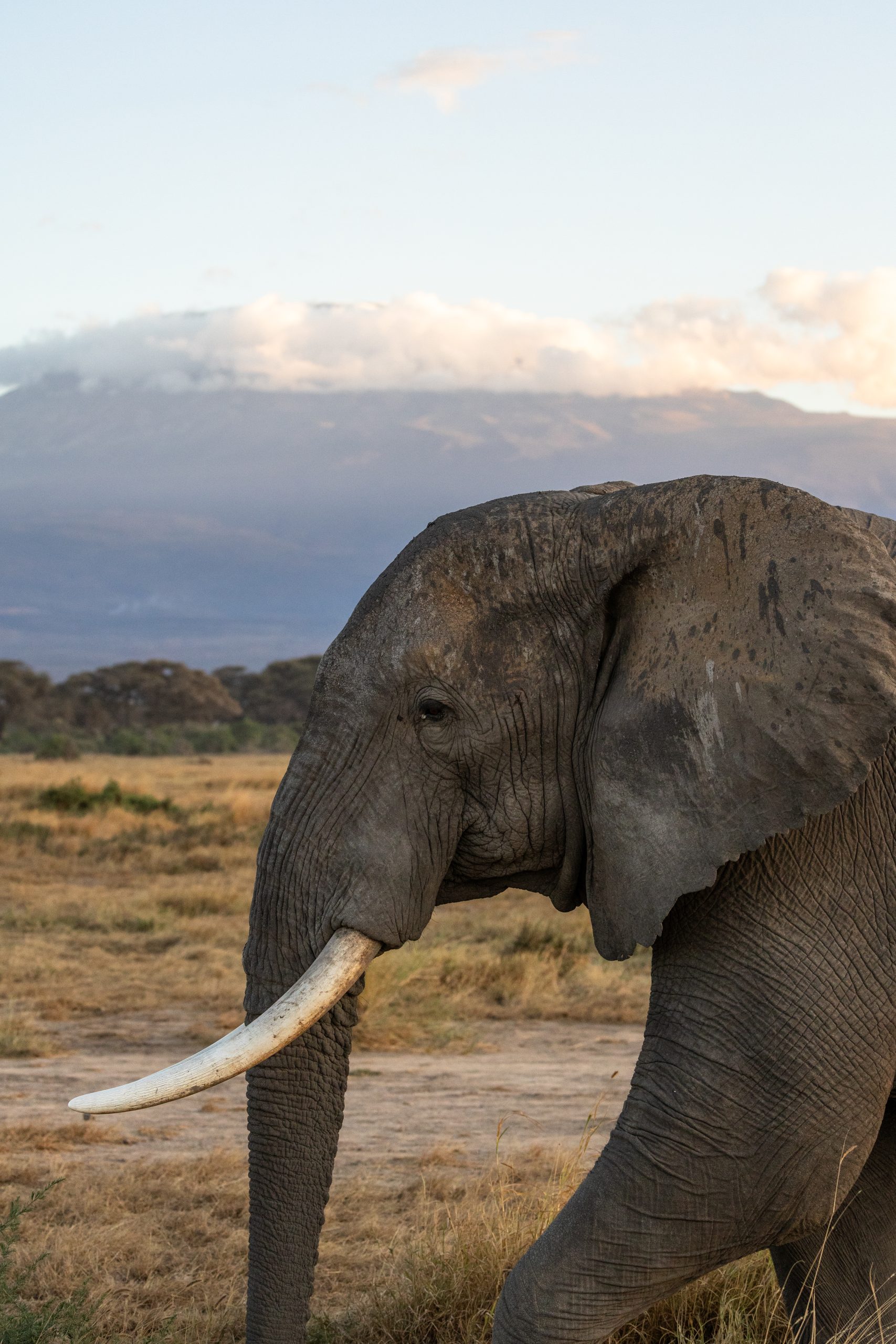 amboseli elephant in front of mount kilimanjaro