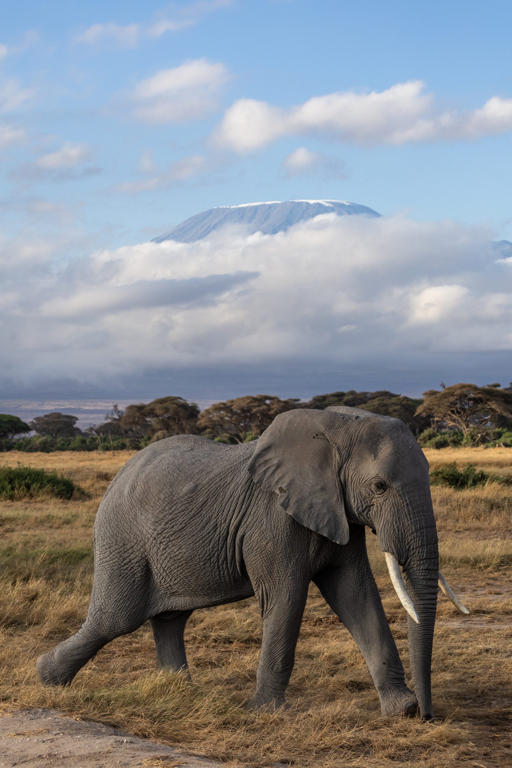 amboseli elephant in front of mount kilimanjaro