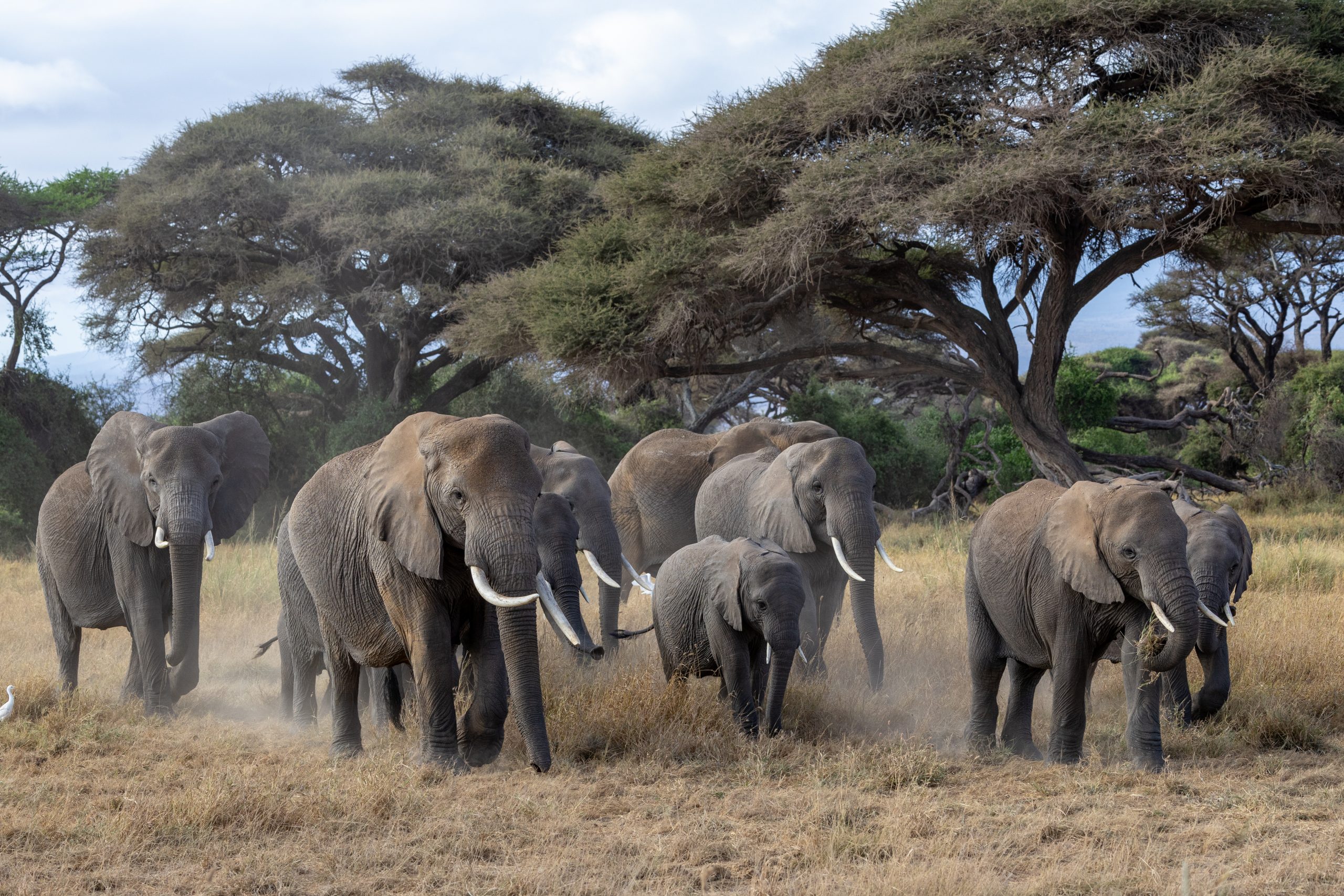 amboseli elephant herd